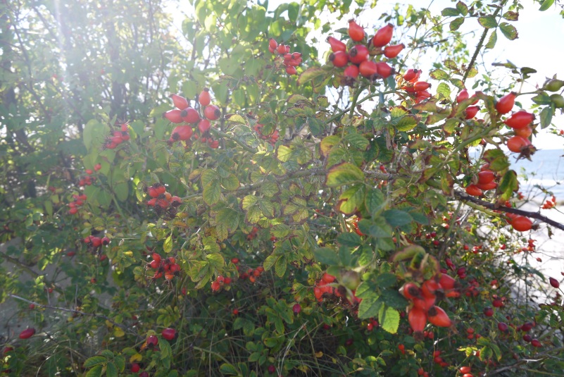фотографии шиповника, photos of wild rose