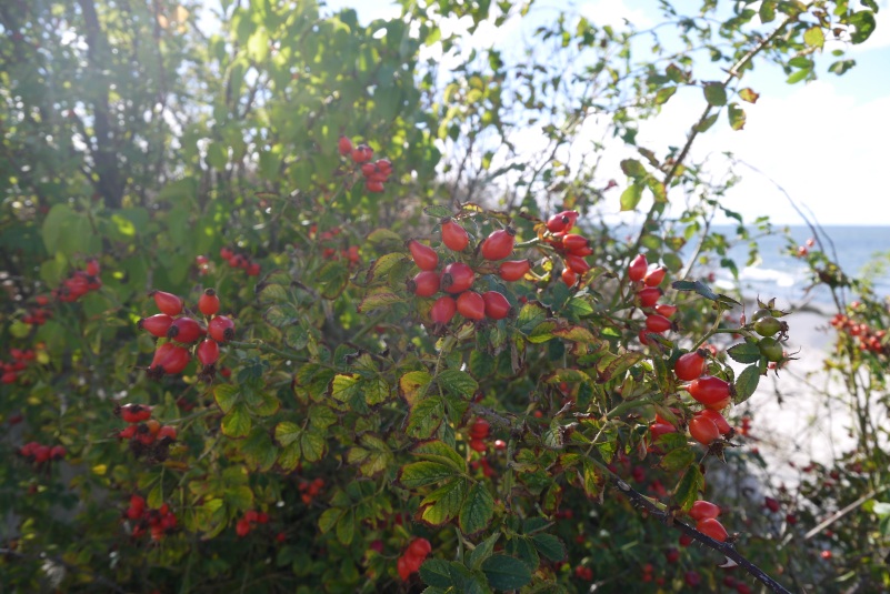 фотографии шиповника, photos of wild rose
