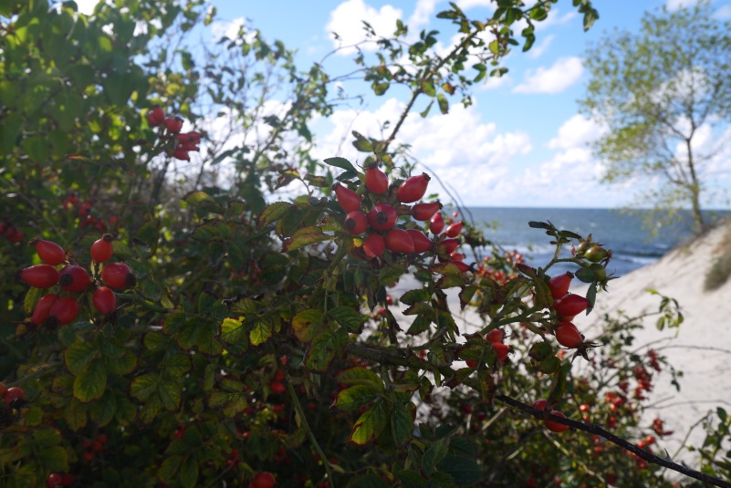 фотографии шиповника, photos of wild rose